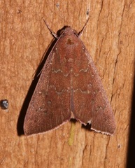 Anomis illita