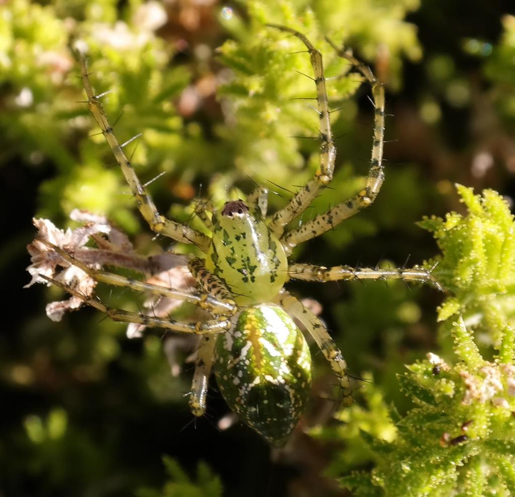 Peucetia nicolae