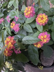 Lantana