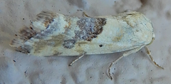 Ponometia libedis