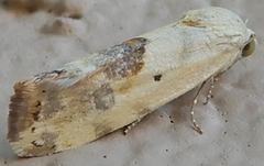 Ponometia libedis