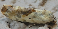 Ponometia libedis