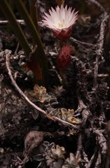 Syncarpha canescens tricolor