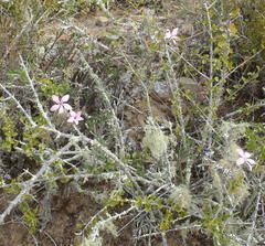 Pachypodium succulentum