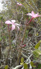 Pachypodium succulentum