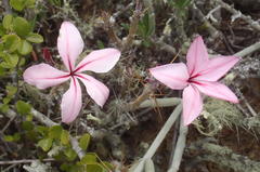 Pachypodium succulentum