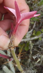 Pachypodium succulentum