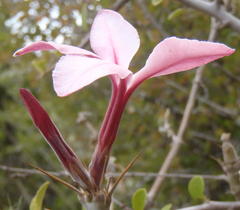 Pachypodium succulentum