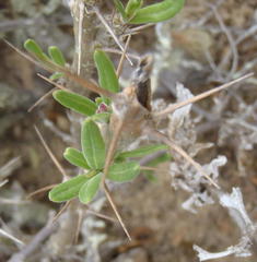 Pachypodium succulentum
