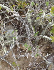 Pachypodium succulentum