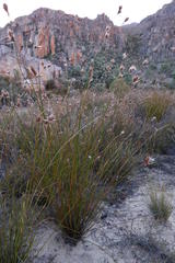 Thamnochortus schlechteri