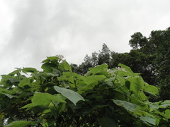 Sparrmannia africana