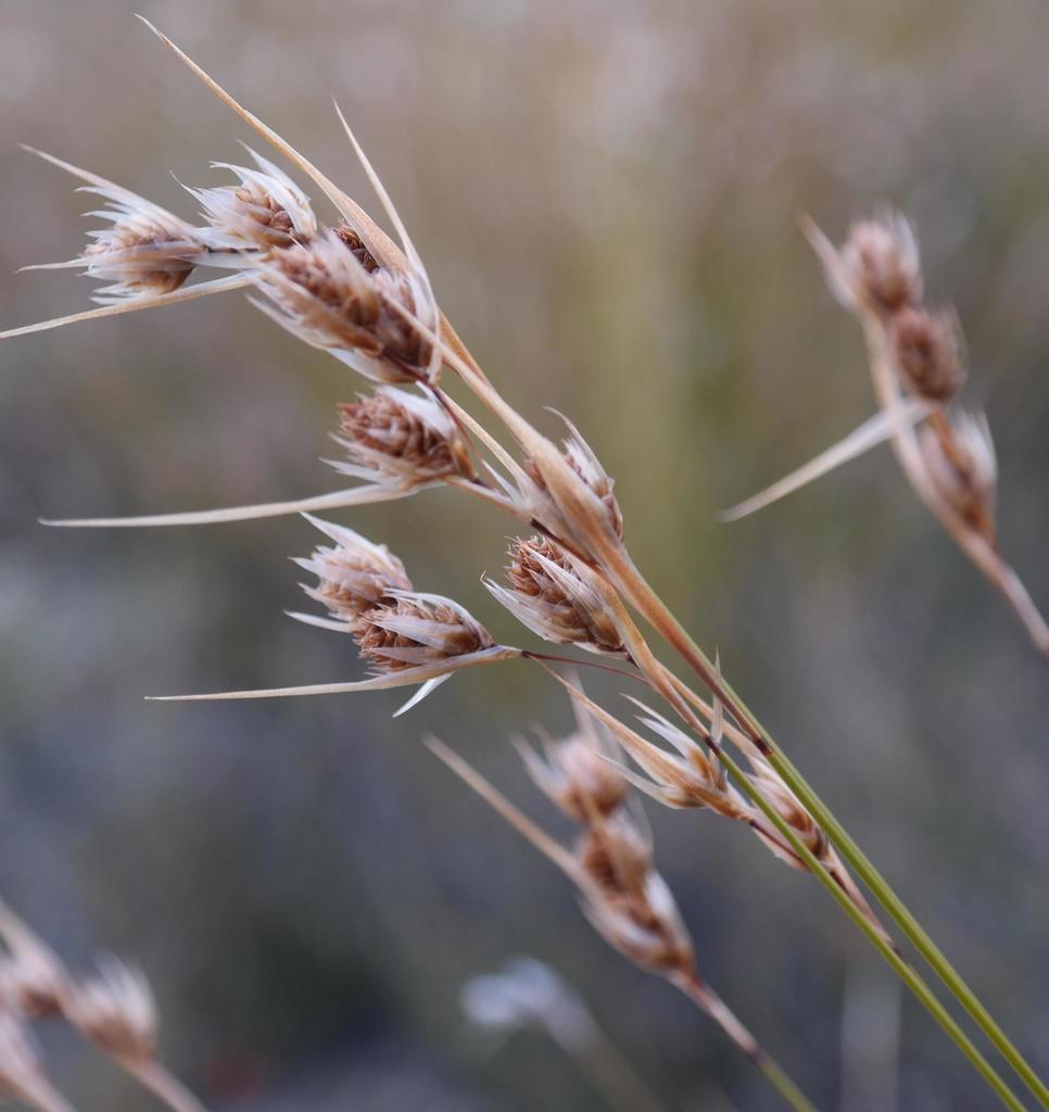 Thamnochortus schlechteri