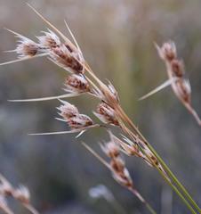Thamnochortus schlechteri