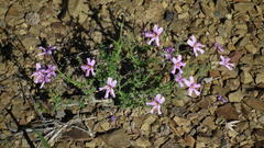Jamesbrittenia foliolosa