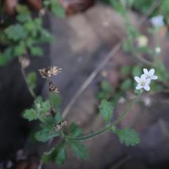 Trieenea schlechteri