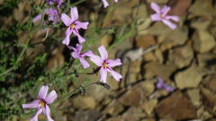 Jamesbrittenia foliolosa