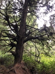 Arceuthobium tsugense