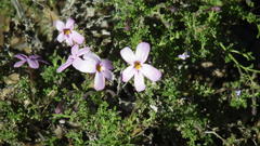 Jamesbrittenia foliolosa