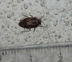 Calocorisca