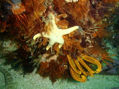 Callopatiria formosa