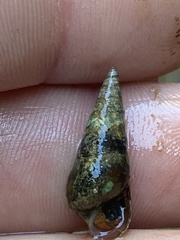 Pleurocera attenuata