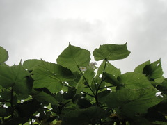 Sparrmannia africana