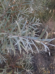 Salix irrorata