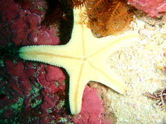 Callopatiria formosa