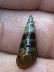 Pleurocera attenuata