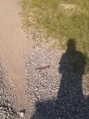 Heloderma suspectum suspectum