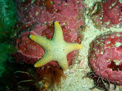 Callopatiria formosa