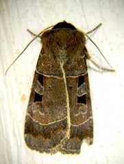 Agnorisma bugrai