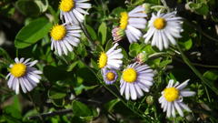 Felicia muricata muricata