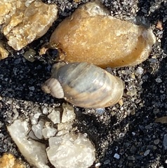 Succinea floridana