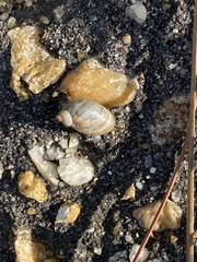 Succinea floridana