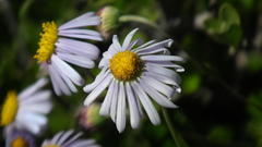 Felicia muricata muricata