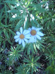 Osmitopsis osmitoides