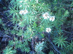 Osmitopsis osmitoides