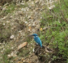 Alcedo coerulescens