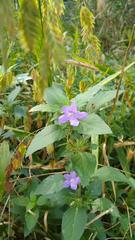 Ruellia drummondiana