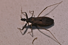 Oncocephalus breviscutum