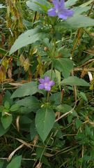Ruellia drummondiana