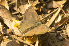 Cissia phronius