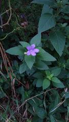 Ruellia drummondiana