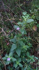 Ruellia drummondiana