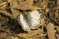 Heliopetes omrina