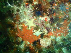 Callopatiria formosa