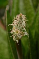 Gasteria acinacifolia