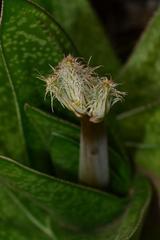 Gasteria acinacifolia